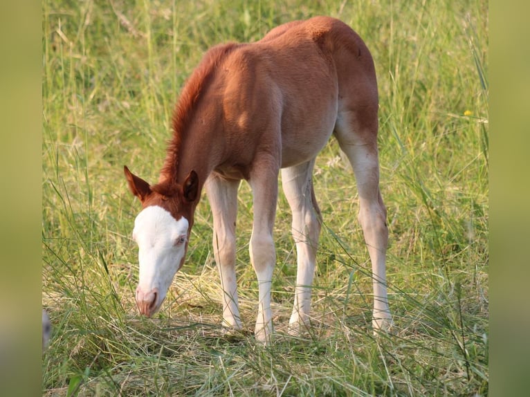 Caballo cuarto de milla Yegua 1 año 141 cm Alazán in Waldshut-Tiengen