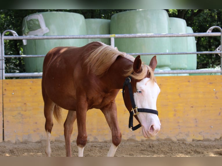 Caballo cuarto de milla Yegua 1 año 141 cm Alazán in Waldshut-Tiengen