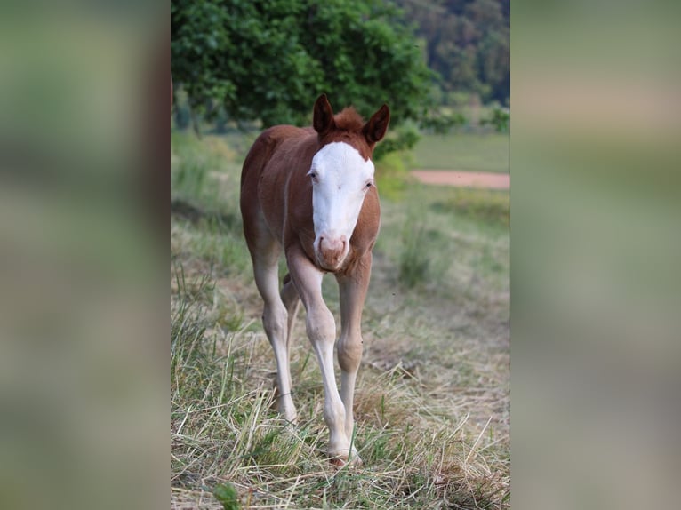 Caballo cuarto de milla Yegua 1 año 141 cm Alazán in Waldshut-Tiengen