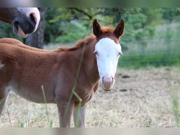 Caballo cuarto de milla Yegua 1 año 141 cm Alazán in Waldshut-Tiengen