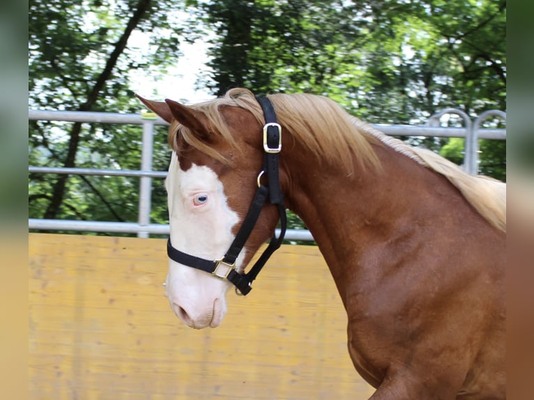 Caballo cuarto de milla Yegua 1 año 141 cm Alazán in Waldshut-Tiengen