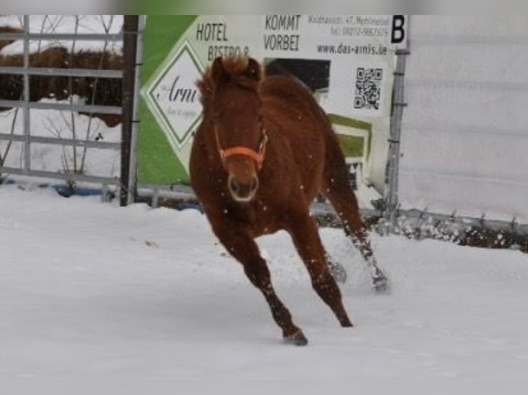 Caballo cuarto de milla Yegua 1 año 144 cm Alazán in Mehlmeisel