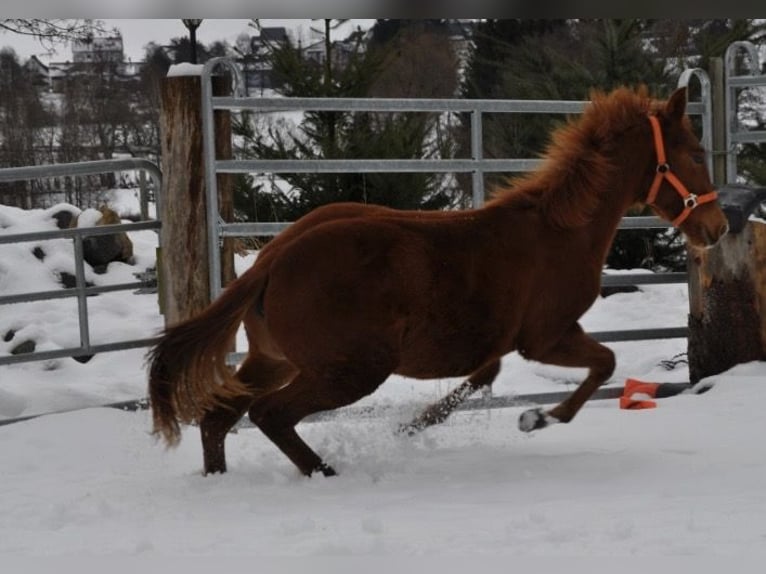 Caballo cuarto de milla Yegua 1 año 144 cm Alazán in Mehlmeisel