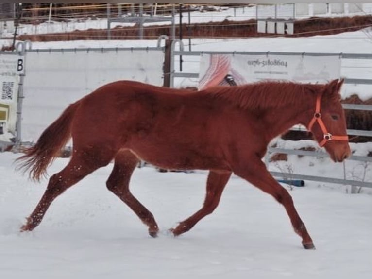 Caballo cuarto de milla Yegua 1 año 144 cm Alazán in Mehlmeisel