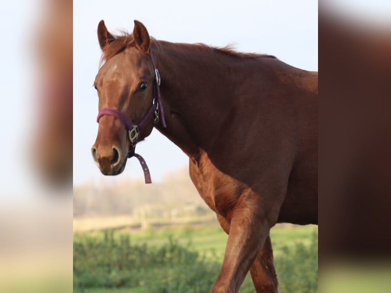 Caballo cuarto de milla Yegua 1 año 145 cm Alazán-tostado in Stabroek