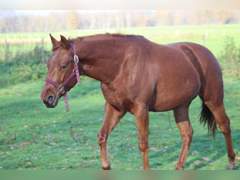 Caballo cuarto de milla Yegua 1 año 145 cm Alazán-tostado in Stabroek