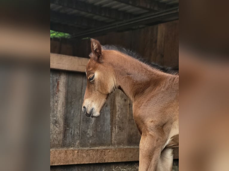 Caballo cuarto de milla Yegua 1 año 145 cm Castaño in Rheinfelden