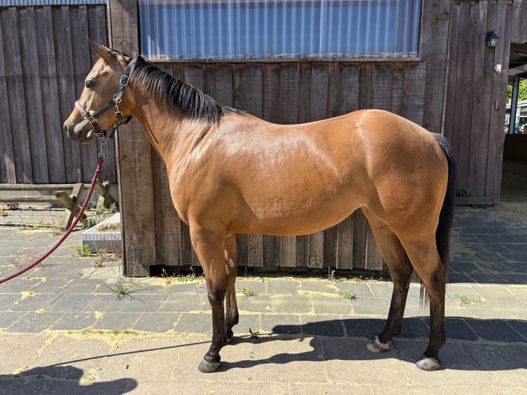 Caballo cuarto de milla Yegua 1 año 147 cm Buckskin/Bayo in Wipperf&#xFC;rth