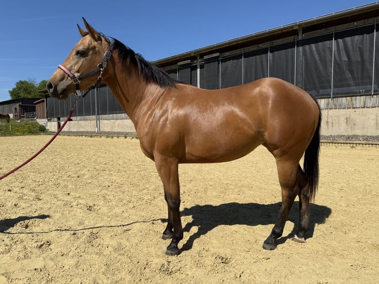 Caballo cuarto de milla Yegua 1 año 147 cm Buckskin/Bayo in Wipperf&#xFC;rth