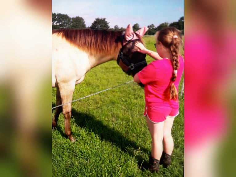 Caballo cuarto de milla Yegua 1 año 147 cm Champán in Laakdal