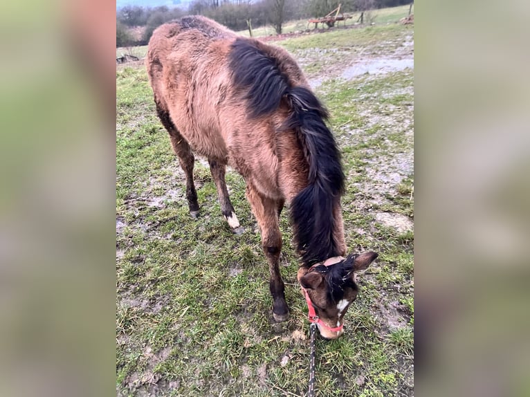 Caballo cuarto de milla Yegua 1 año 148 cm Buckskin/Bayo in Petit-Réderching