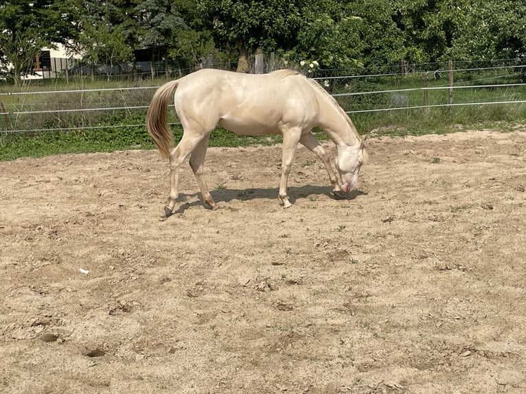Caballo cuarto de milla Yegua 1 año 148 cm Champán in Nossendorf