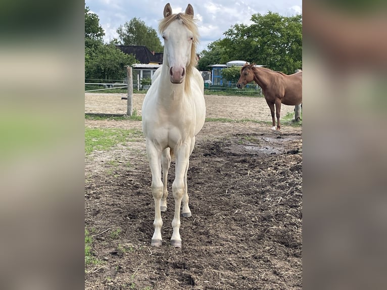 Caballo cuarto de milla Yegua 1 año 148 cm Champán in Nossendorf