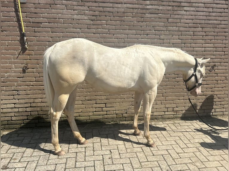 Caballo cuarto de milla Yegua 1 año 148 cm Cremello in Vijlen