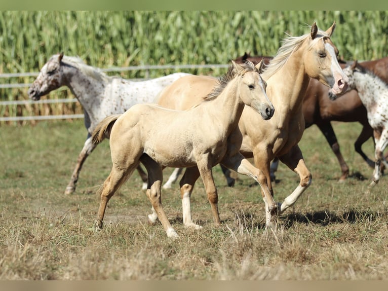 Caballo cuarto de milla Yegua 1 año 148 cm Dunalino (Cervuno x Palomino) in Waldshut-Tiengen