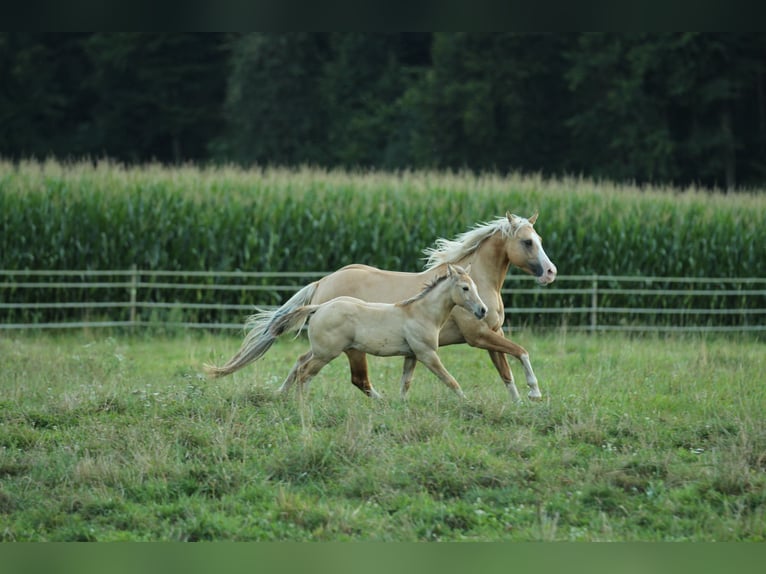 Caballo cuarto de milla Yegua 1 año 148 cm Dunalino (Cervuno x Palomino) in Waldshut-Tiengen