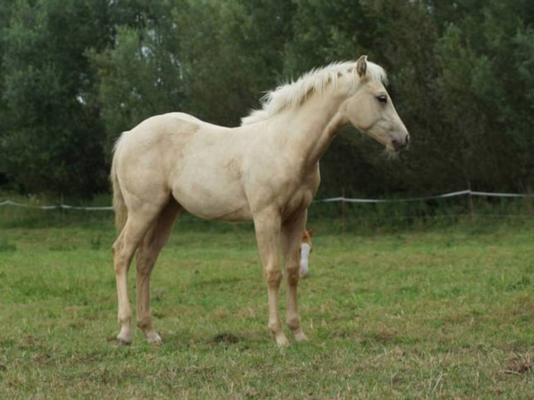 Caballo cuarto de milla Yegua 1 año 148 cm Palomino in Linsburg