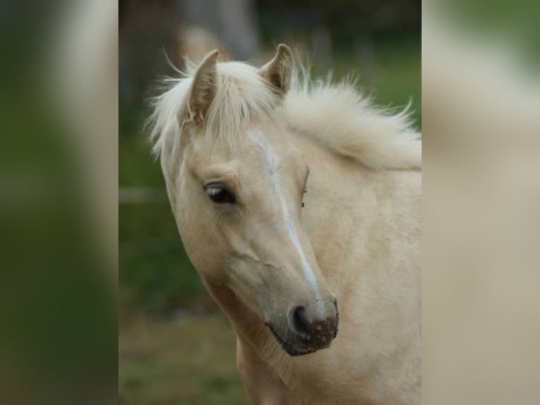 Caballo cuarto de milla Yegua 1 año 148 cm Palomino in Linsburg
