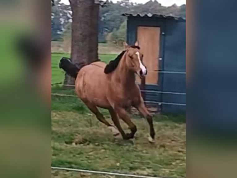 Caballo cuarto de milla Yegua 1 año 149 cm Bayo in Bergen op Zoom