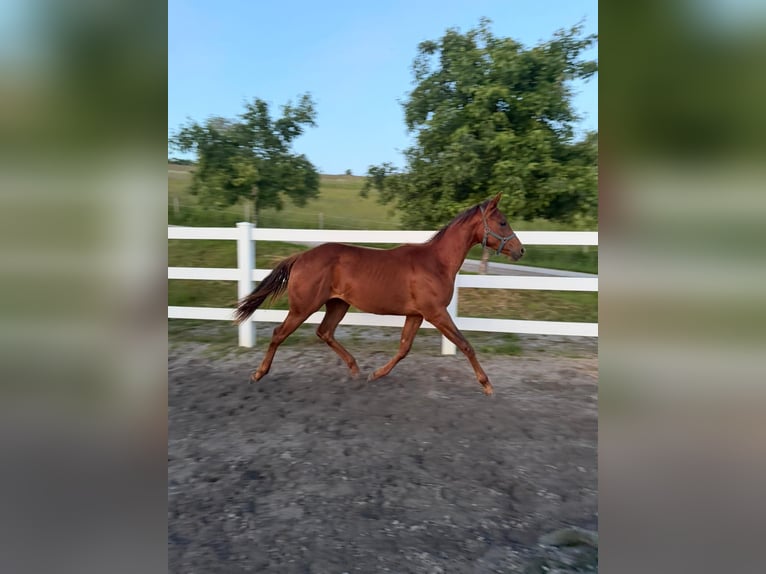 Caballo cuarto de milla Yegua 1 año 150 cm Alazán in Rheinfelden