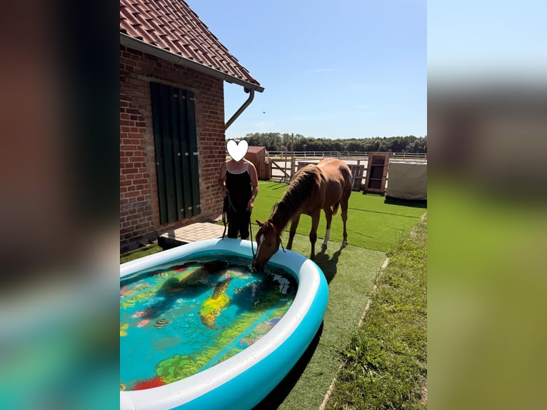 Caballo cuarto de milla Yegua 1 año 150 cm Alazán in Schönberg