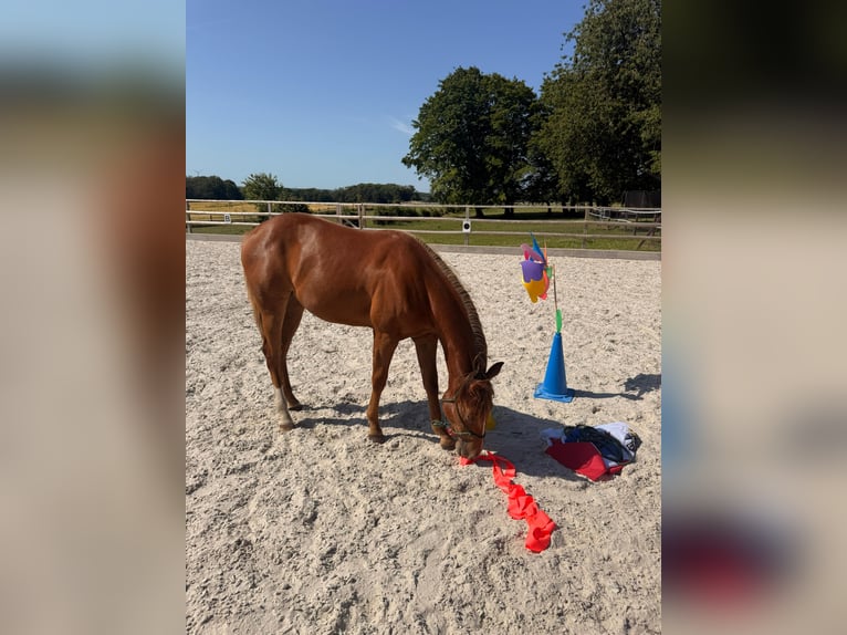 Caballo cuarto de milla Yegua 1 año 150 cm Alazán in Schönberg