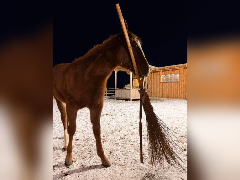 Caballo cuarto de milla Yegua 1 año 150 cm Alazán in Schönberg