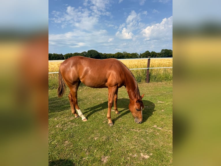 Caballo cuarto de milla Yegua 1 año 150 cm Alazán in Schönberg