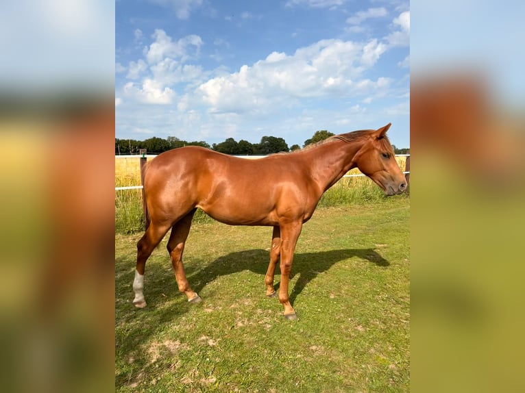 Caballo cuarto de milla Yegua 1 año 150 cm Alazán in Schönberg