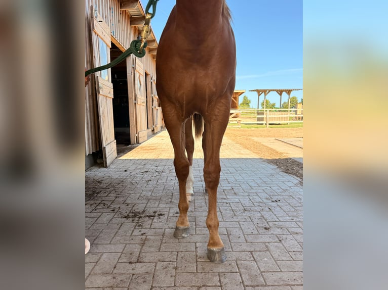 Caballo cuarto de milla Yegua 1 año 150 cm Alazán in Schönberg