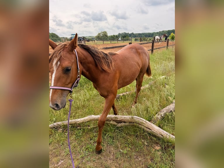 Caballo cuarto de milla Yegua 1 año 150 cm Alazán in Schönberg