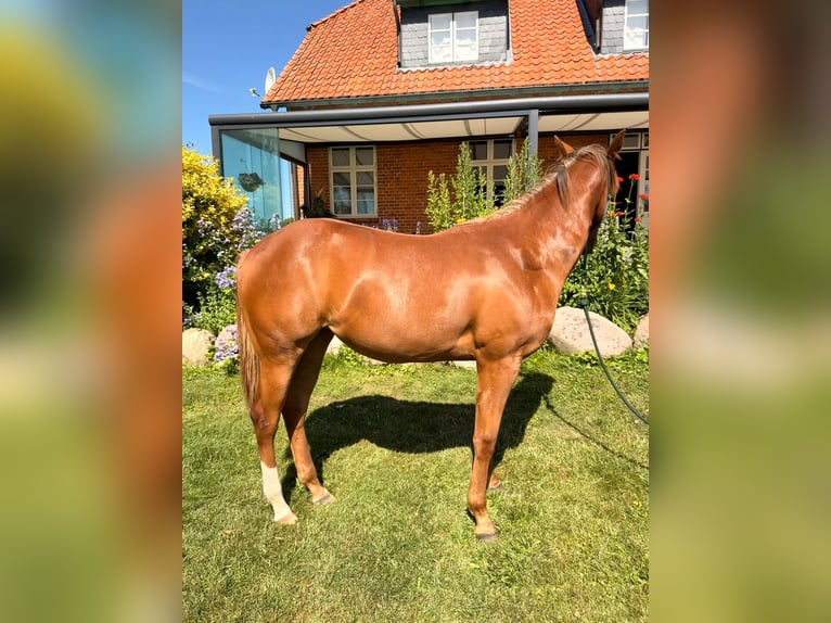 Caballo cuarto de milla Yegua 1 año 150 cm Alazán in Schönberg