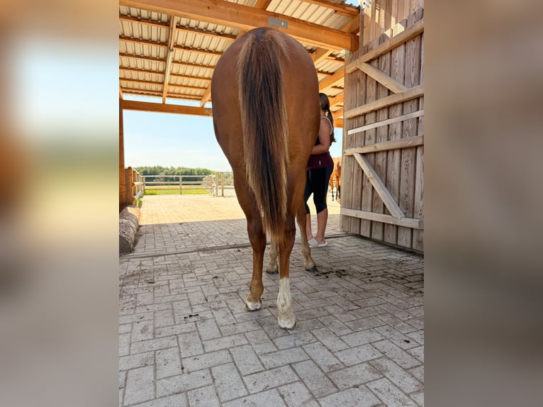 Caballo cuarto de milla Yegua 1 año 150 cm Alazán in Schönberg