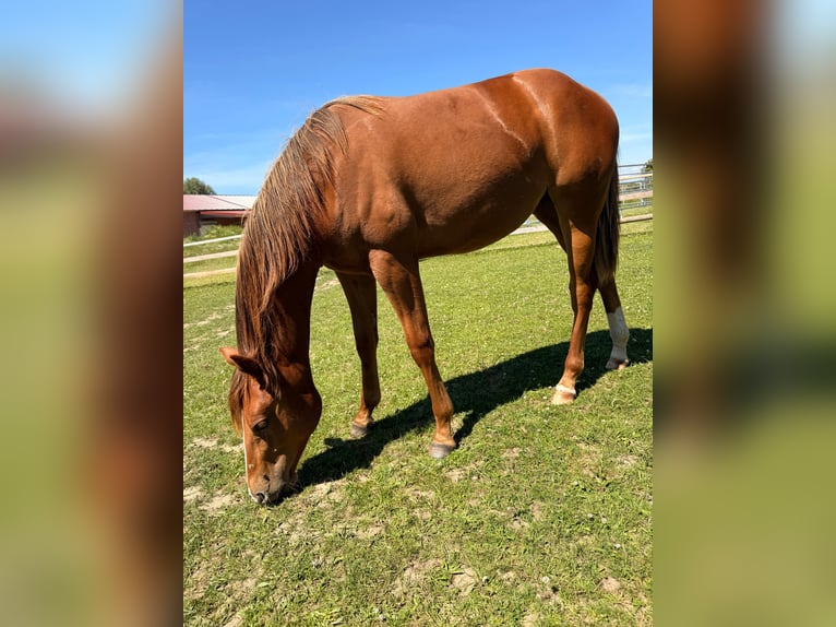 Caballo cuarto de milla Yegua 1 año 150 cm Alazán in Schönberg