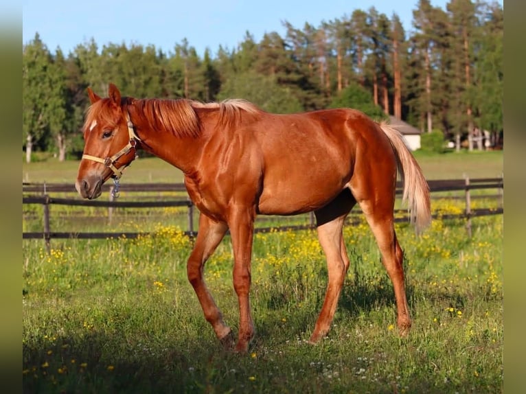 Caballo cuarto de milla Yegua 1 año 150 cm Alazán in Travelsjö