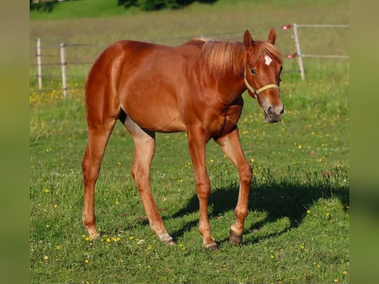 Caballo cuarto de milla Yegua 1 año 150 cm Alazán in Travelsjö