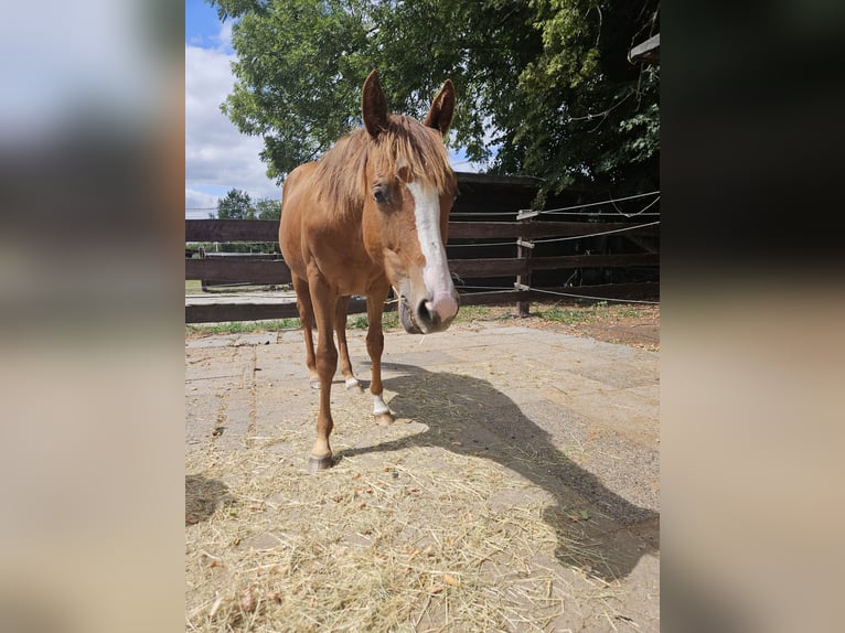 Caballo cuarto de milla Yegua 1 año 150 cm Alazán in Bergkamen