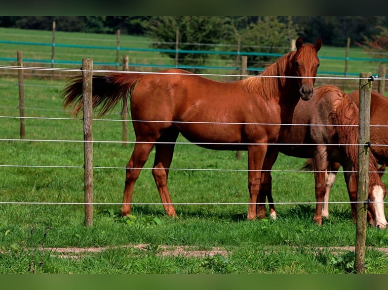 Caballo cuarto de milla Yegua 1 año 150 cm Alazán in Hellenthal