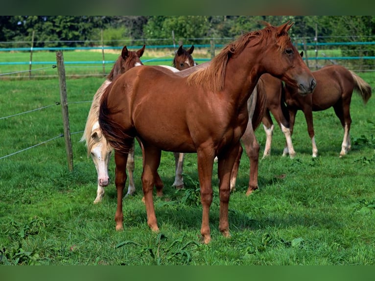 Caballo cuarto de milla Yegua 1 año 150 cm Alazán in Hellenthal