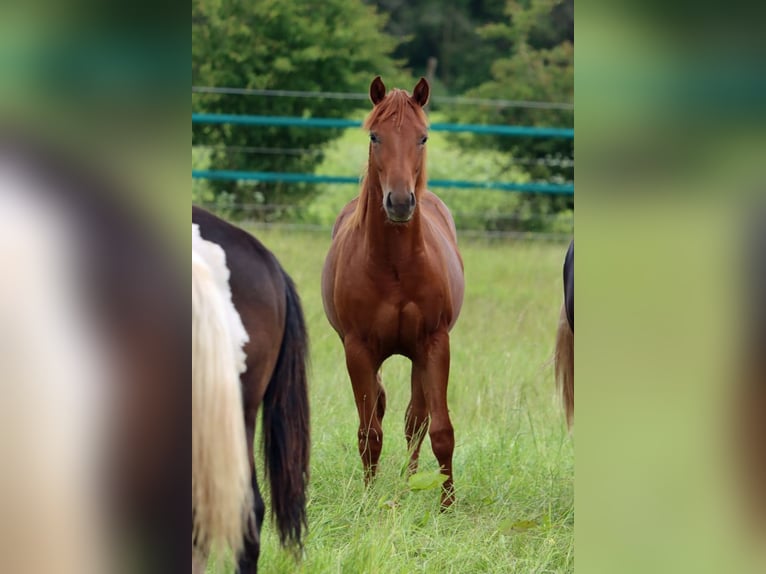 Caballo cuarto de milla Yegua 1 año 150 cm Alazán in Hellenthal