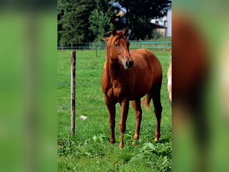 Caballo cuarto de milla Yegua 1 año 150 cm Alazán in Hellenthal