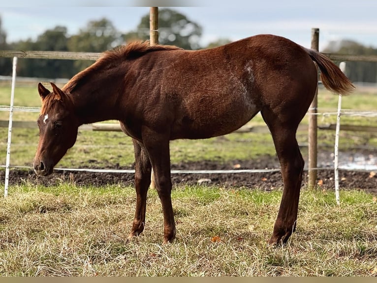 Caballo cuarto de milla Yegua 1 año 150 cm Alazán-tostado in Ludwigslust