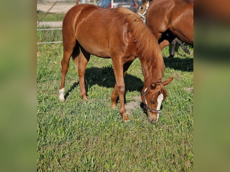 Caballo cuarto de milla Yegua 1 año 150 cm Alazán in Berlin