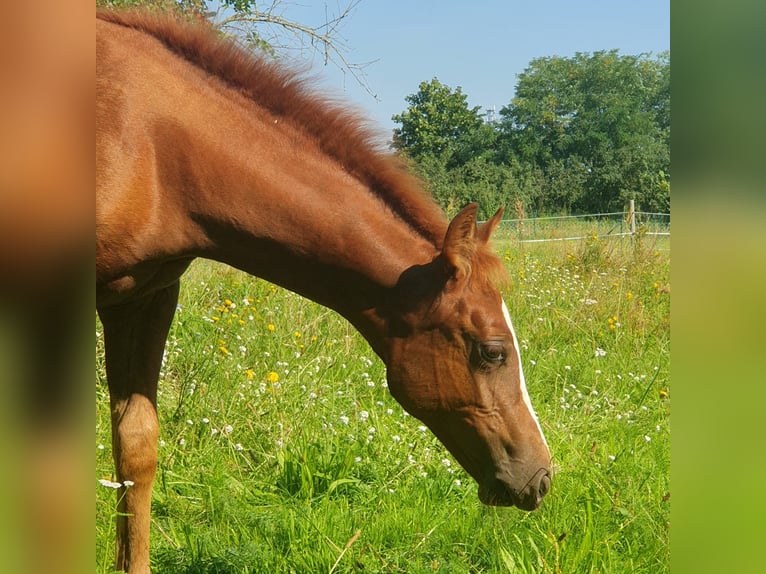 Caballo cuarto de milla Yegua 1 año 150 cm Alazán in Berlin