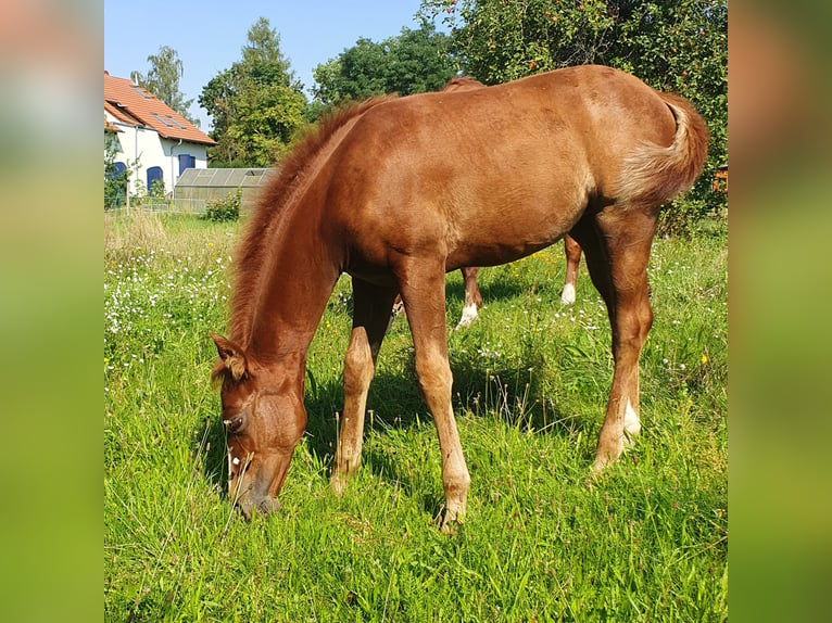 Caballo cuarto de milla Yegua 1 año 150 cm Alazán in Berlin