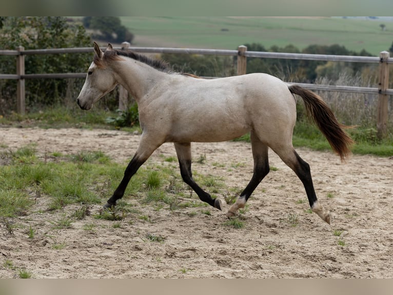 Caballo cuarto de milla Mestizo Yegua 1 año 150 cm Buckskin/Bayo in D&#xF6;rnberg