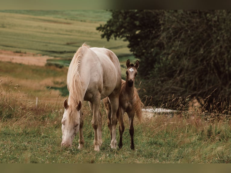 Caballo cuarto de milla Mestizo Yegua 1 año 150 cm Buckskin/Bayo in D&#xF6;rnberg