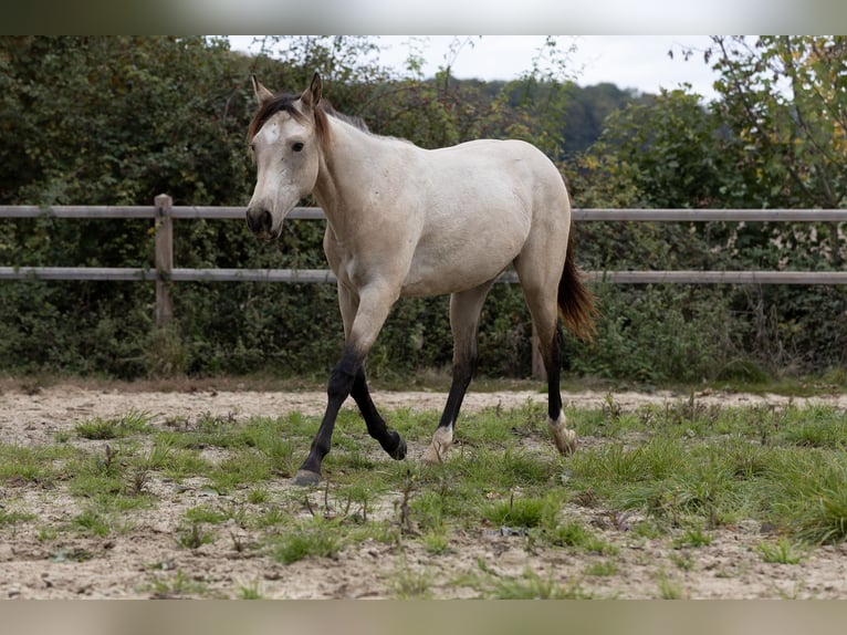 Caballo cuarto de milla Mestizo Yegua 1 año 150 cm Buckskin/Bayo in D&#xF6;rnberg
