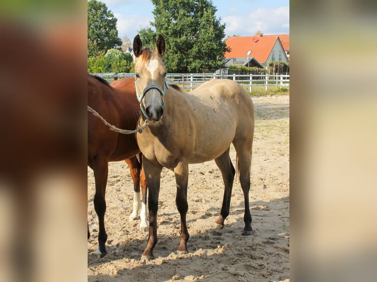 Caballo cuarto de milla Yegua 1 año 150 cm Buckskin/Bayo in Celle