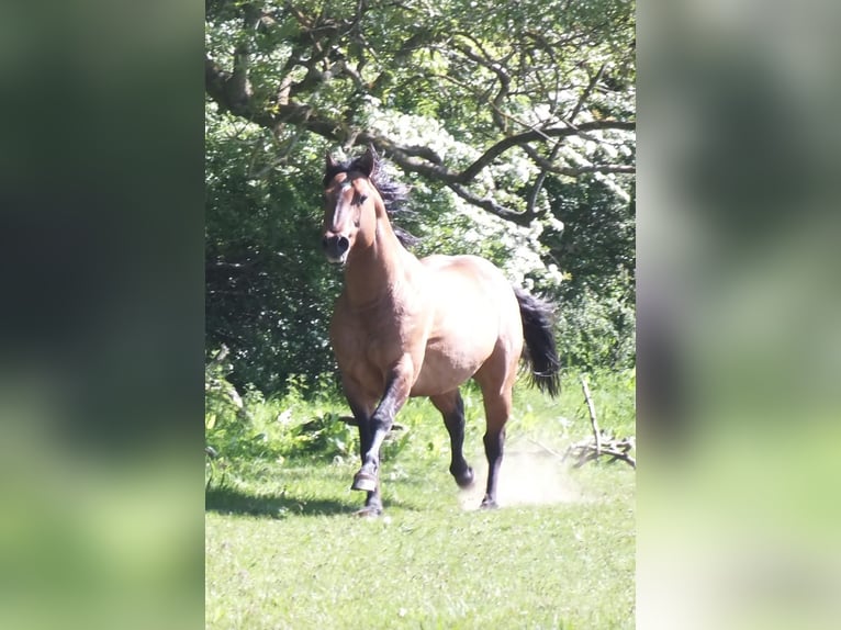 Caballo cuarto de milla Yegua 1 año 150 cm Buckskin/Bayo in Weiden